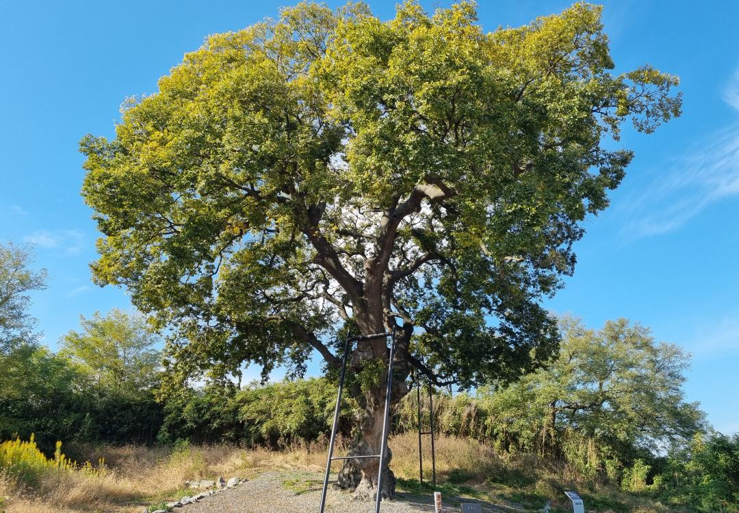 하제마을 팽나무