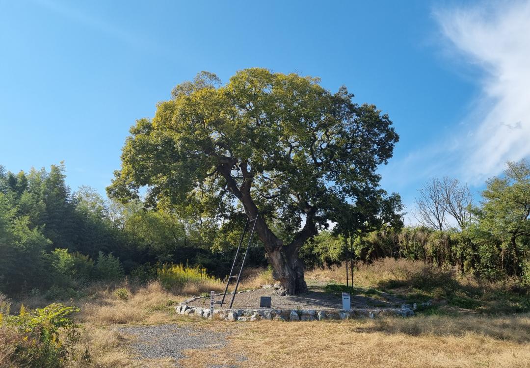 하제마을 팽나무